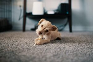 A small dog playing on a carpet