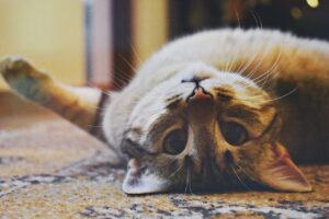 Playful cat lying on the carpet
