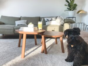 Small black dog on gray carpet